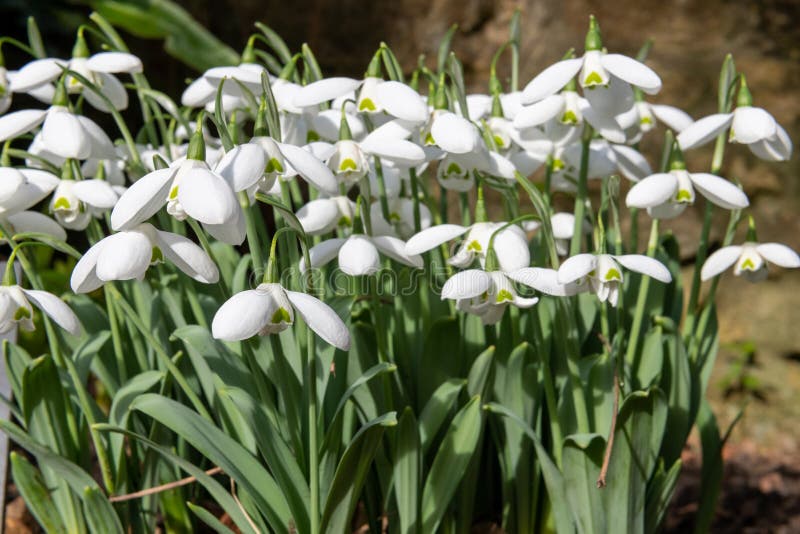 Greater snowdrop (galanthus elwesii Natalie Garton) flowers