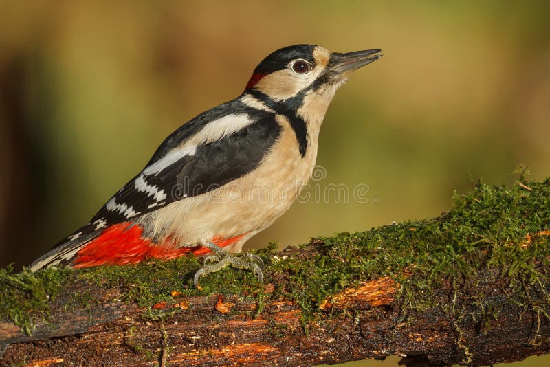 Greater spotted woodpecker stock image. Image of european - 28256405