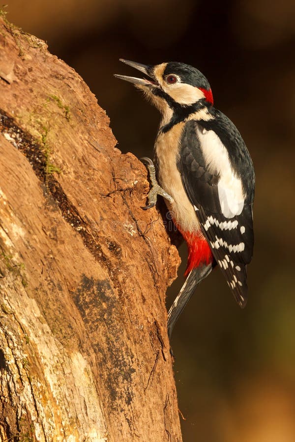 Greater Spotted Woodpecker in Mid Cry Stock Image - Image of colourful
