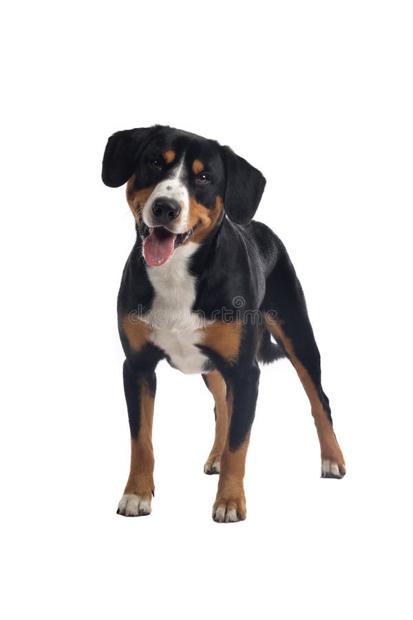 Greater Swiss Mountain Dog stock images
