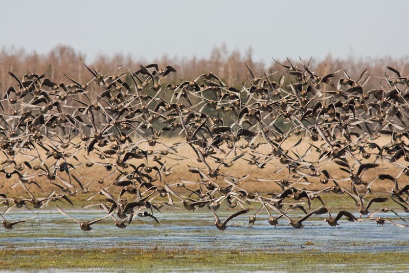 Greater White-fronted geese in flight