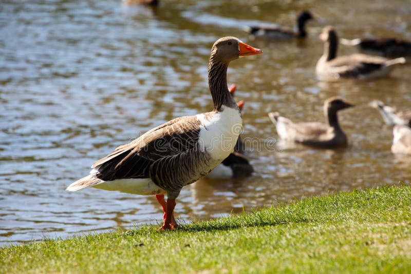Greater white fronted goose on coast stock photo