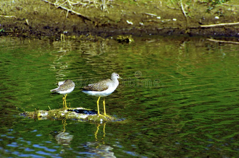 Greater Yellowlegs   14335