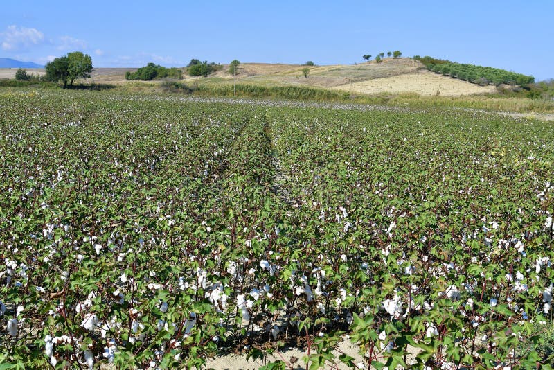 Cotton plant field, Greece stock image. Image of pants 78980369