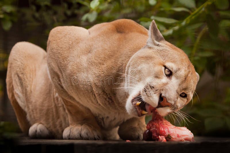 Puma Eating Photos - Free & Royalty-Free Stock Photos from Dreamstime