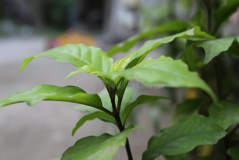 Greeen deixa a imagem fotografia de stock Greeen deixa a imagem fotografia de stock