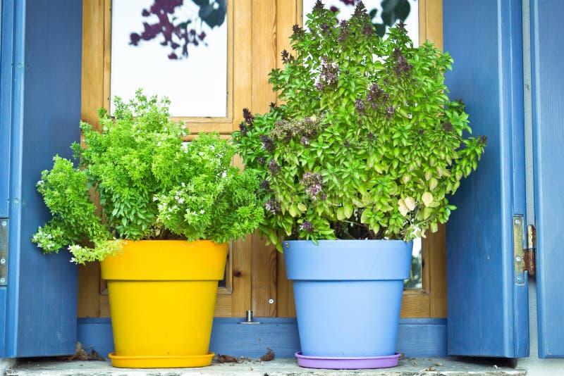 Greek Basil Plants Blooming in the Herb Garden, Basil Growing Stock