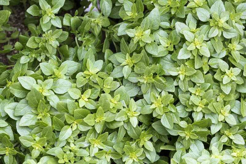 Greek Basil Plants Blooming in the Herb Garden, Basil Growing Stock