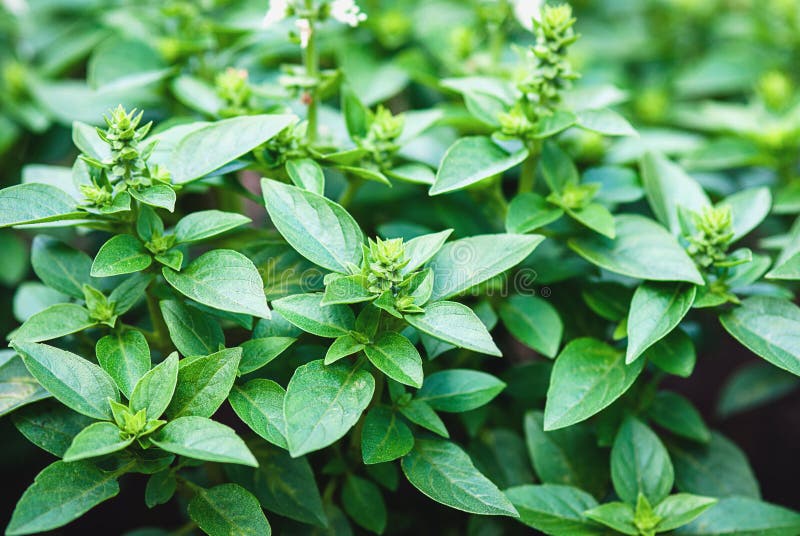 Greek Basil Plants Blooming in the Herb Garden, Basil Growing Stock