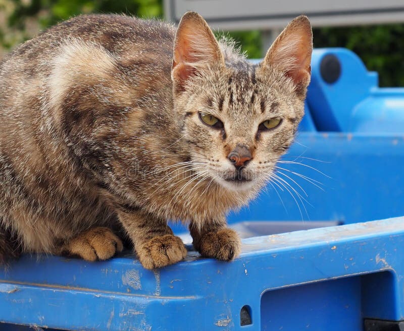Cats of Crete Greece stock image. Image of mammals, animal 99374981