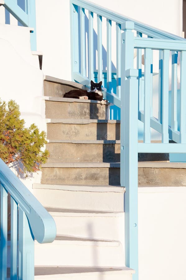 Greek cats - beautiful cats sitting on the stairs at the entrance to the house