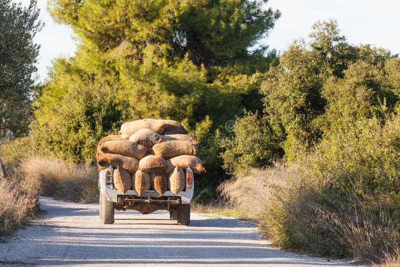 Greek Olive Olea europaea harvest loaded truck stock images Greek Olive Olea europaea harvest loaded truck stock images