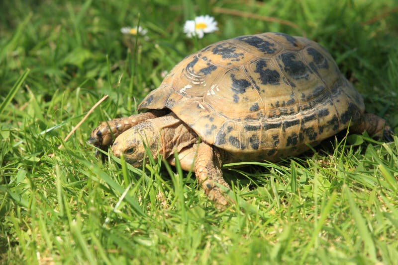 Greek tortoise