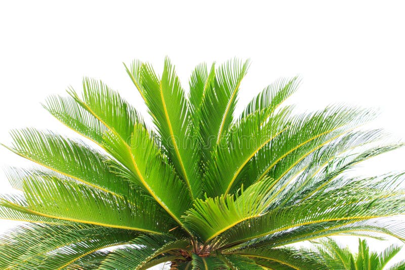 Greem leaves of cycad plam tree plant isolated white background