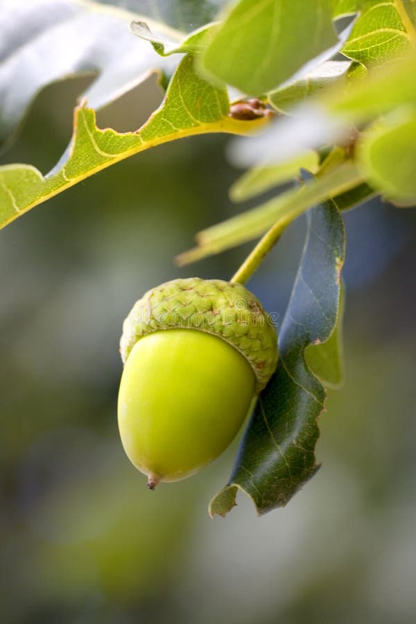 acorn tree acorn tree