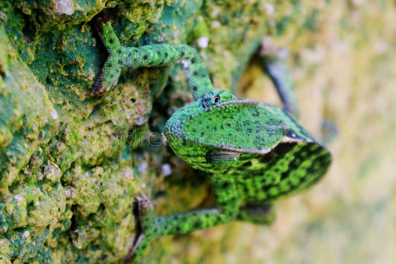 An African Chameleon in the Jungles of Uganda, Entebbe. Stock Image ... Biology Diagrams