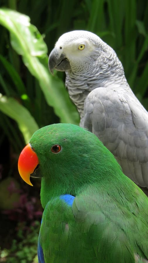 African grey parrot couple stock photo. Image of birds 19501498