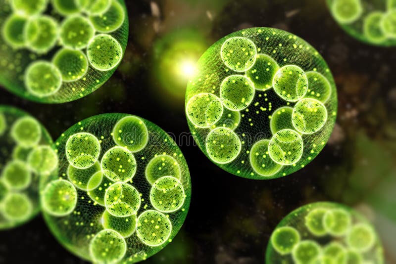 Green Algae Cells 3D Illustration Stock Illustration Illustration of digital, droplets 174493398