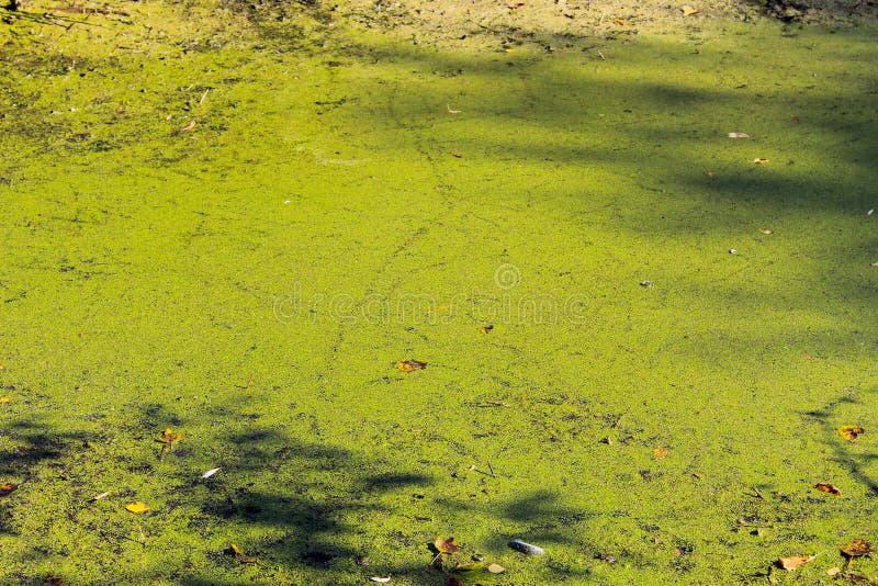 Green Algae and Duckweed in the Water Surface Stock Photo Image of