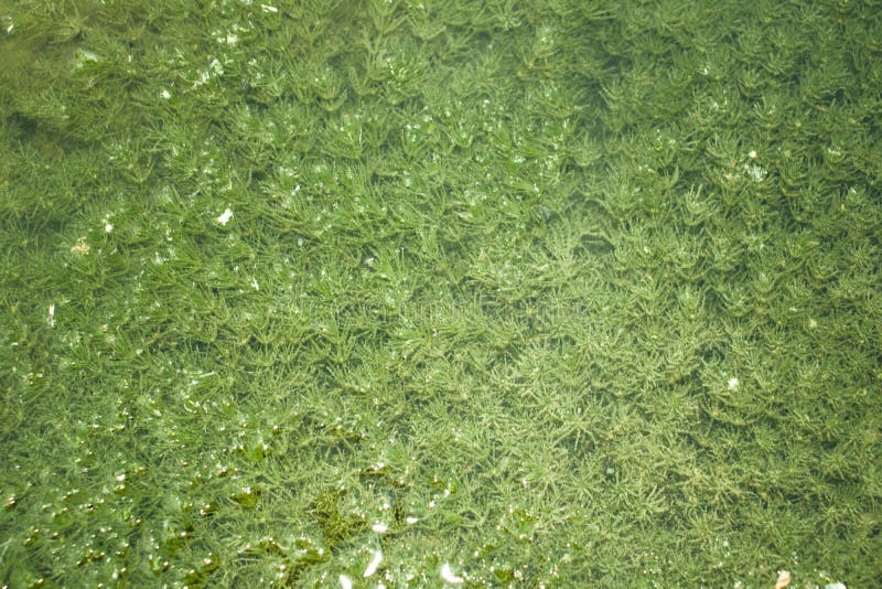 Green algae in water stock photo. Image of black, algae 120558606