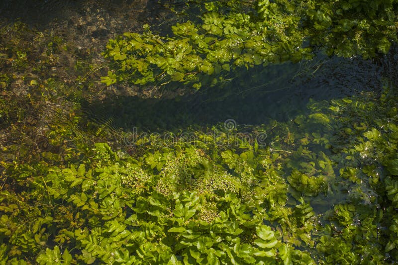 Green Algae Under Clear Water. Texture of Flooded Algae Underwater in a ...