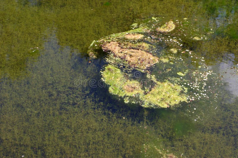 Green algae in water royalty free stock images Green algae in water royalty free stock images