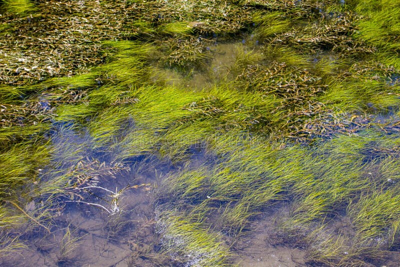 Green Algae in Water Surface Stock Image Image of ecology, growth