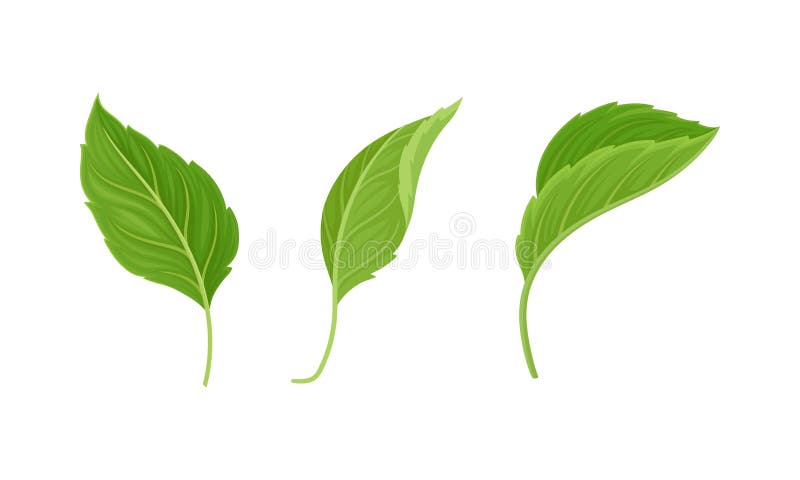 Green Alternate Fibrous Leaf of Hibiscus Flower with Toothed Margin Vector Set