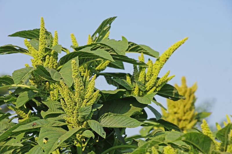 Амарант Зерновой Оранжевый Гигант - Orange Giant Amaranth Другие соседи.. Семена
