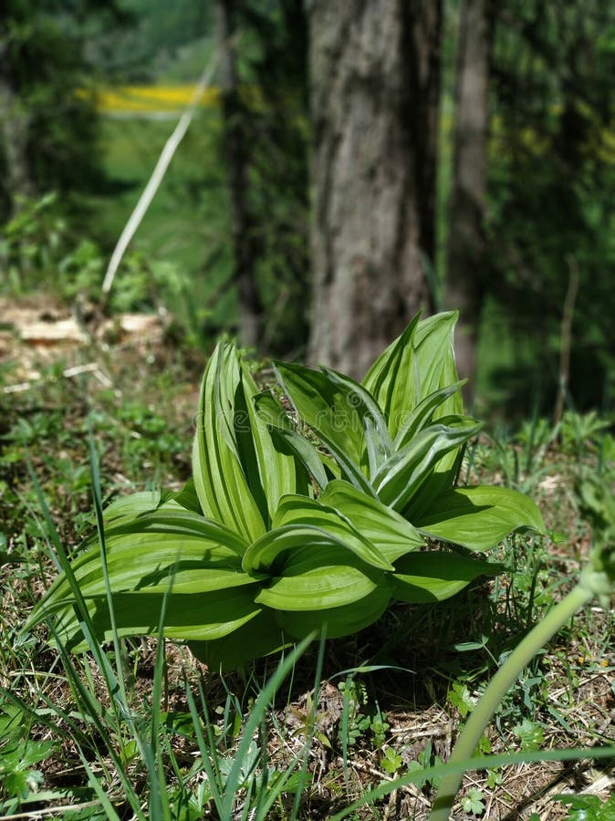 Green amazing plant in the forest royalty free stock photos