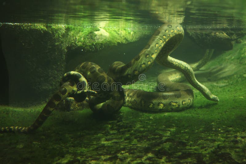 Anaconda 3d hi-res stock photography and images - Alamy