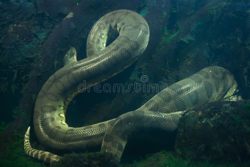 Anaconda 3d hi-res stock photography and images - Alamy