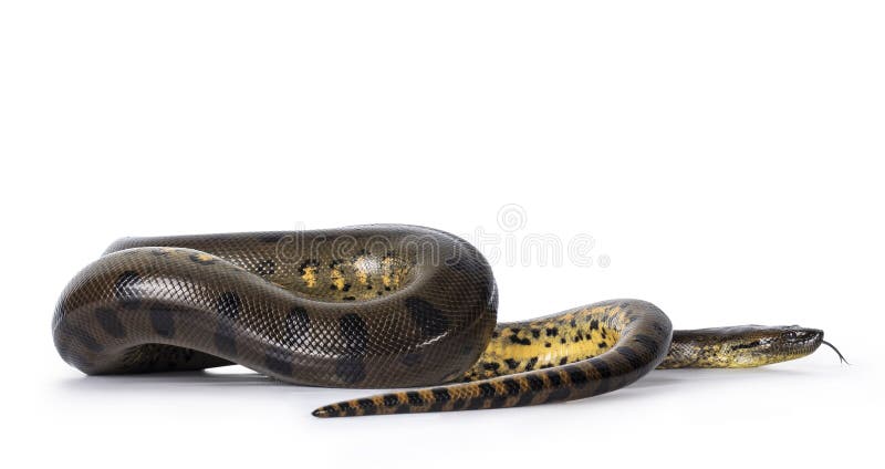 Anaconda 3d hi-res stock photography and images - Alamy