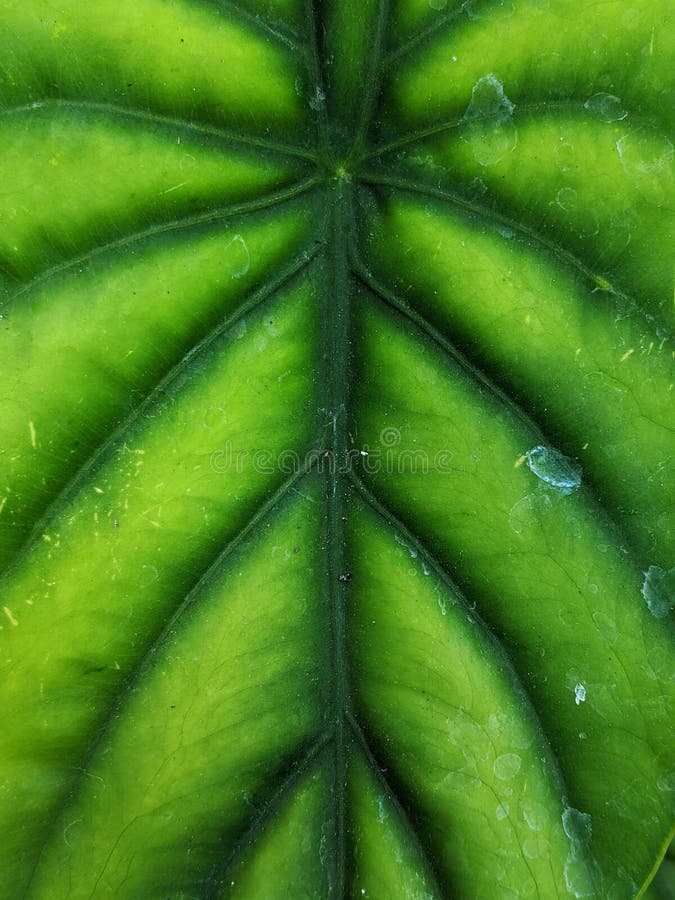 Anthurium Leaf. Broadleaf Plants. Tropical Leaf. Stock Image - Image of ...