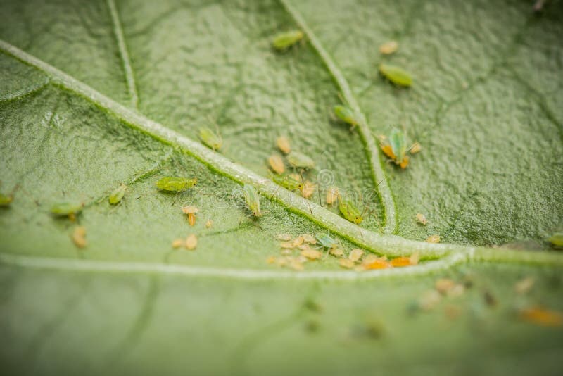 Green aphids stock photo. Image of biology, chili, insect 106033704