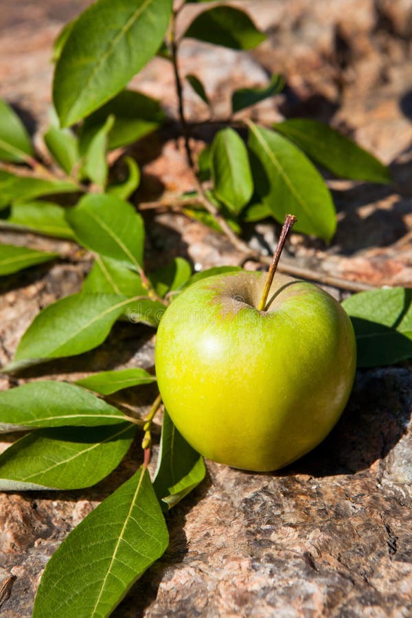 Red apple on big stone stock image. Image of fresh, garden 44392851