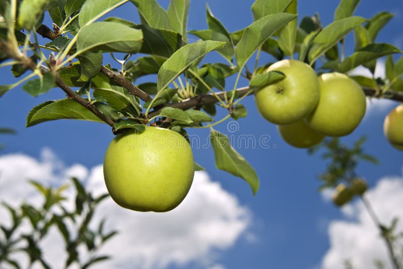 Green apple on branch stock photo. Image of biology, freshness 5895866