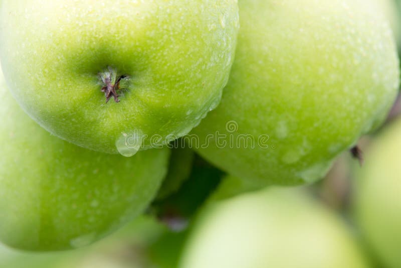 Green Apple. Close Up.