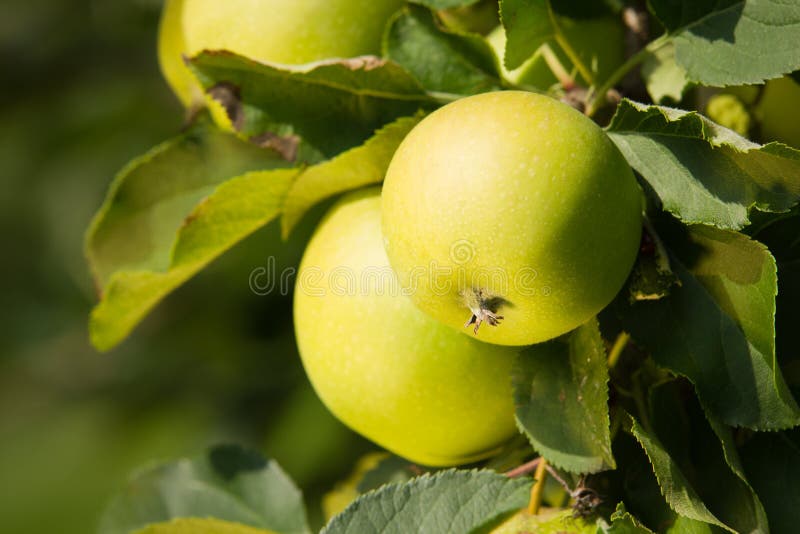 Green Apple. Close Up.