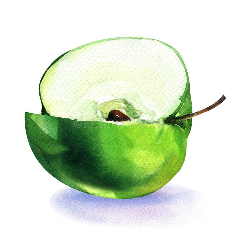 Green apple cut quarter piece isolated on white vector illustration Green apple cut quarter piece isolated on white vector illustration