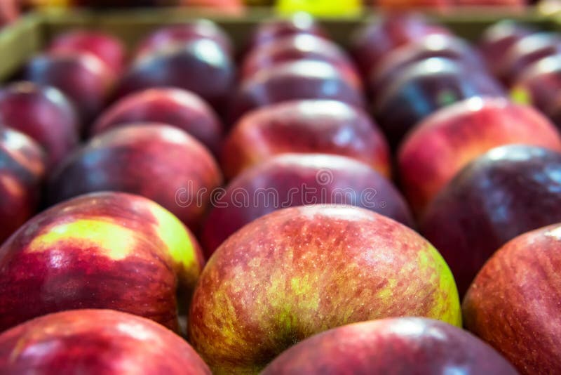 Green apple among a group of red apples. Vertical. Daylight. royalty free stock image Green apple among a group of red apples. Vertical. Daylight. royalty free stock image