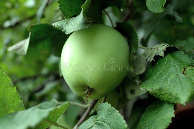 Green Apple on the Tree