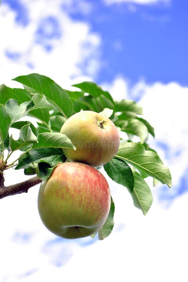 Green apples