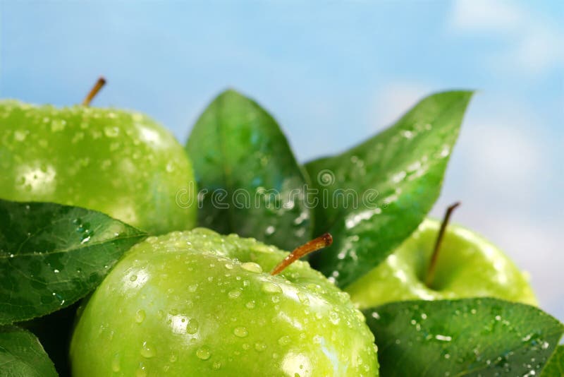 Green apples stock photography