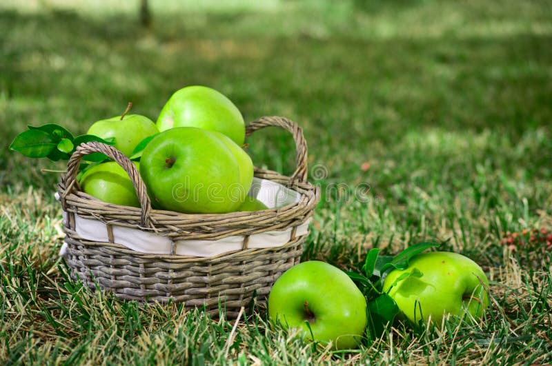 Green Apples are in the Basket Stock Photo Image of food, delicious