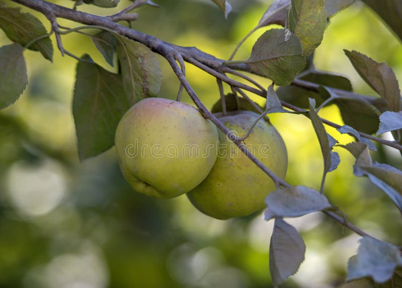 Green Apples stock photos