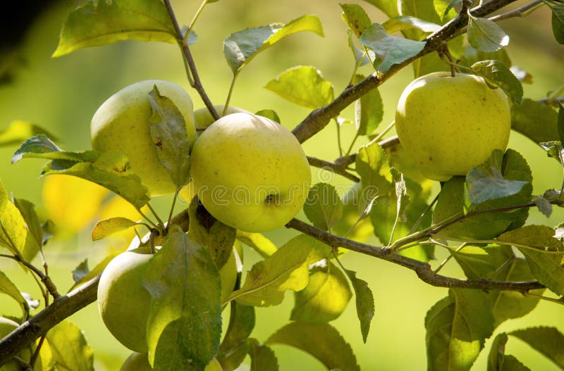 Green Apples stock image