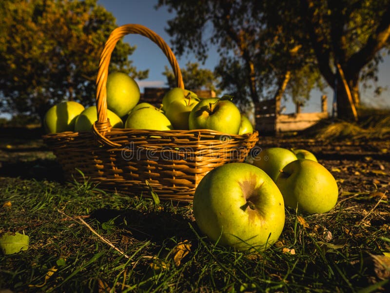 Green Apples in Full Harvest in a Basket Stock Photo Image of