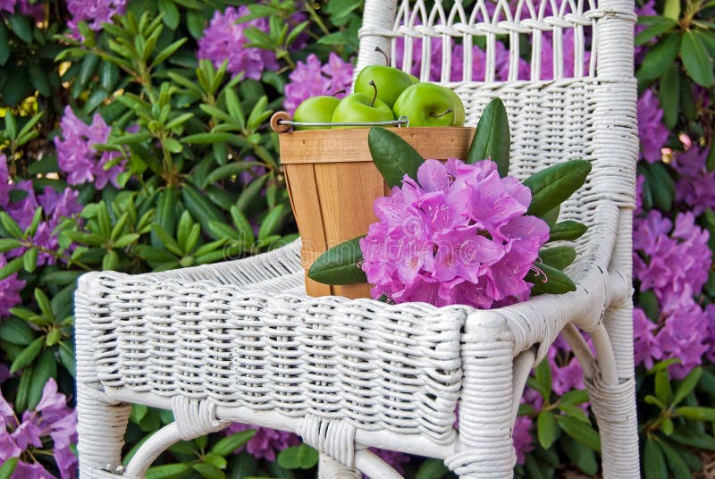 Green apples in a garden