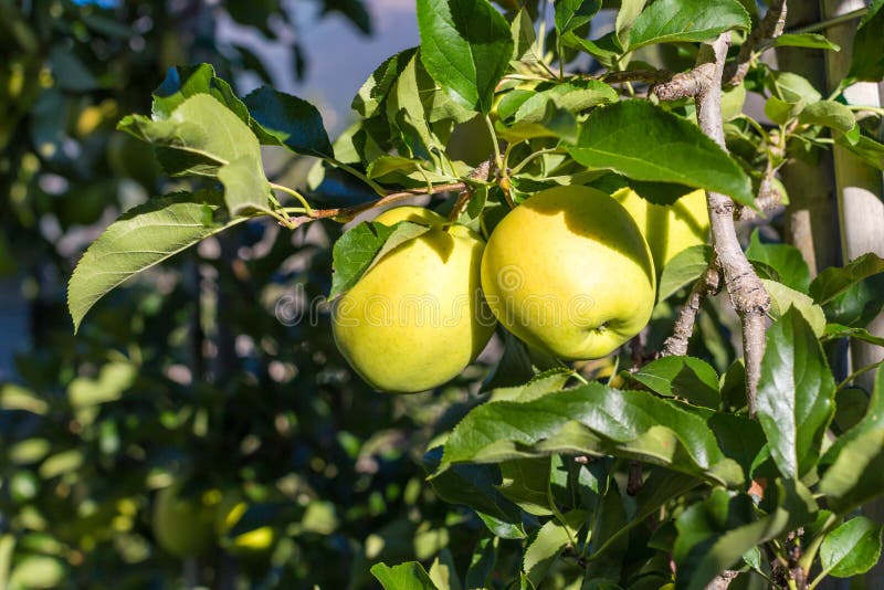 Green Apples (Golden Delicious) Stock Image Image of garden